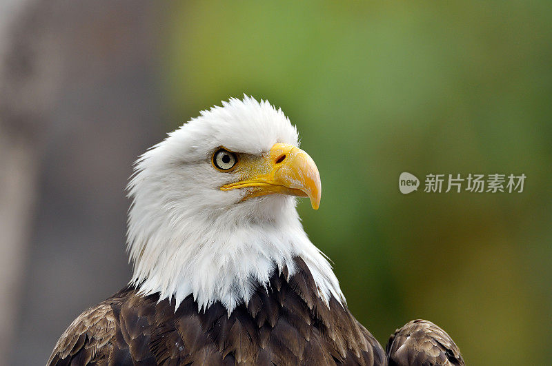 白头鹰(Haliaeetus leucocephalus)的肖像